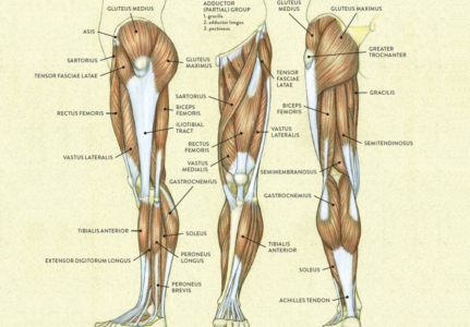 Specific Exercises and the Why at 9 Months Post Op For Tibia Plateau Fracture